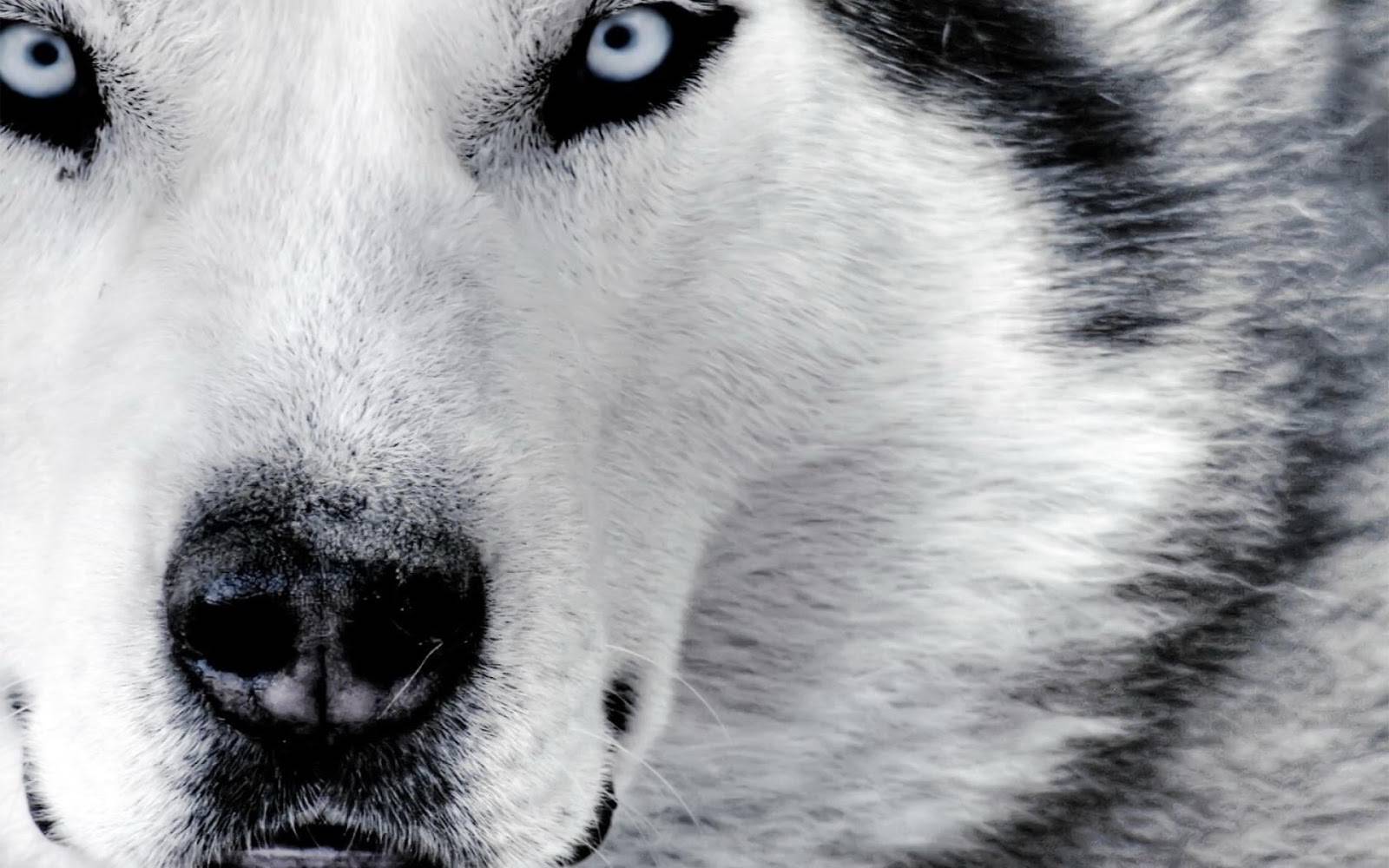 Beautiful White Wolf With Blue Eyes Wallpaper