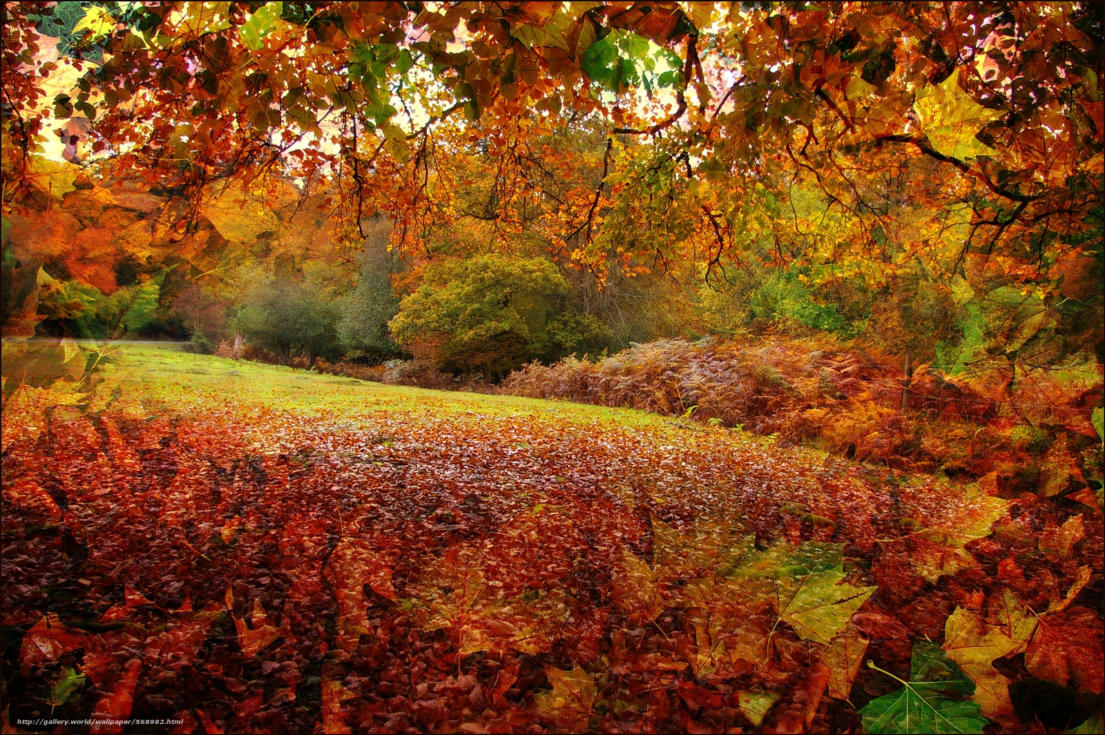 Download wallpaper autumn New Forest in Hampshire England free
