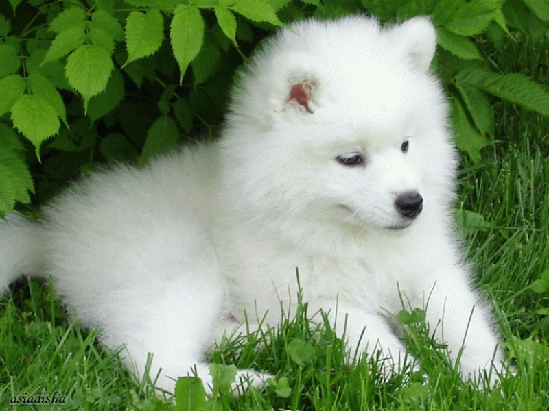 Samoyed Dog Desktop Wallpaper