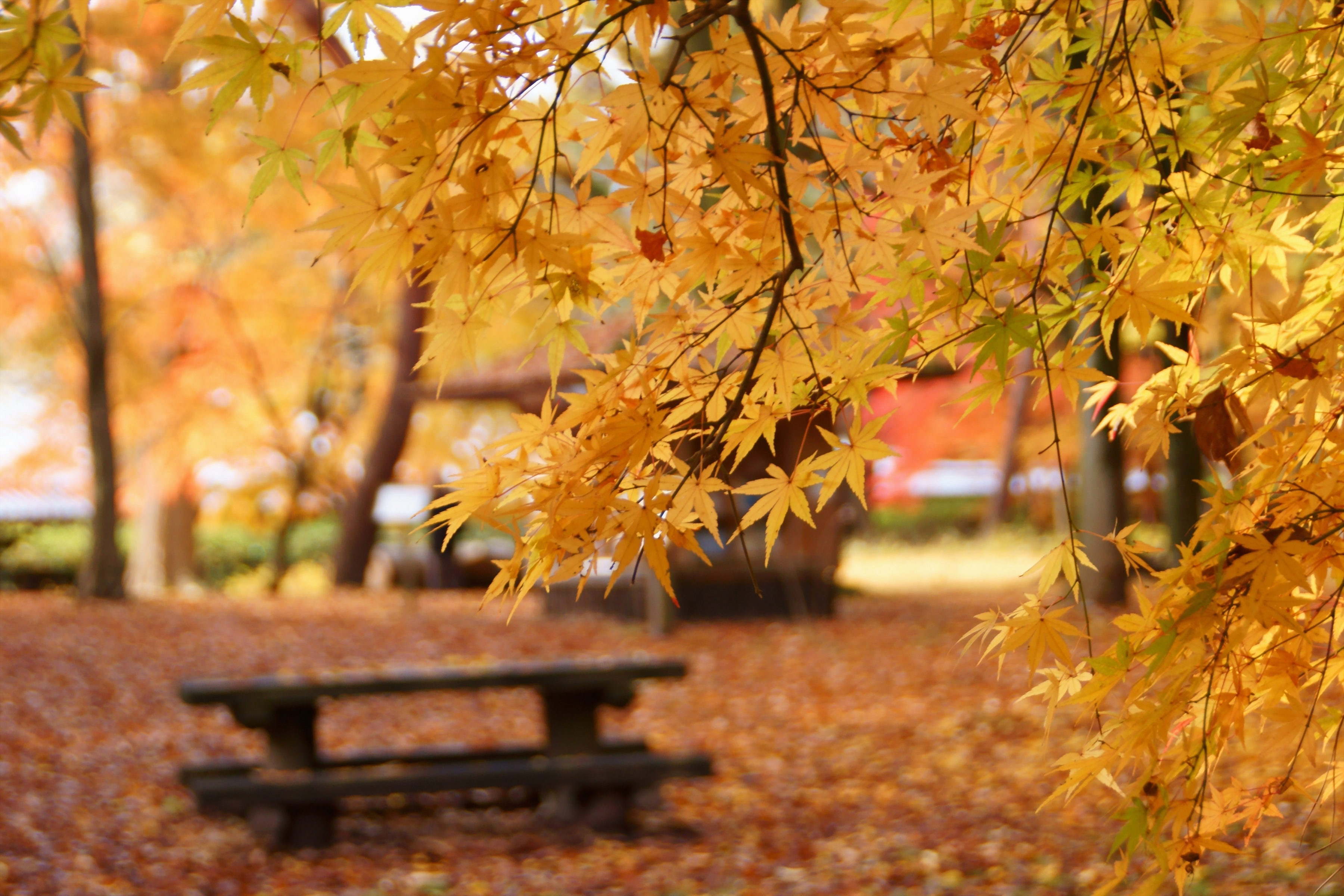 Resolution Desktop Wallpaper Of Autumn Maple Leaves Picture Yellow