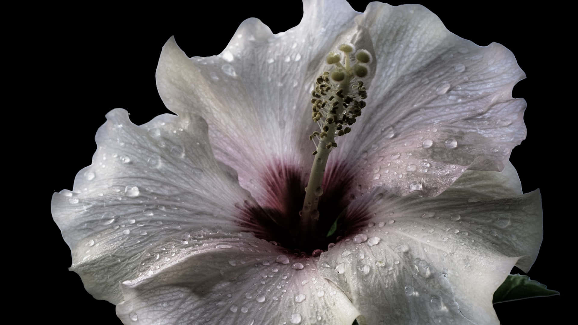 Hibiscus Flower Wallpaper