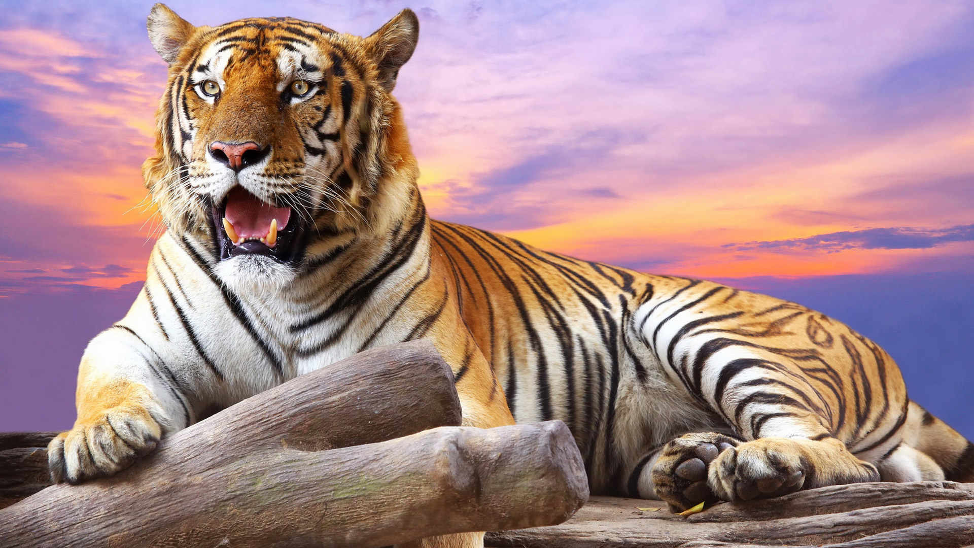 Tiger HD Wallpaper