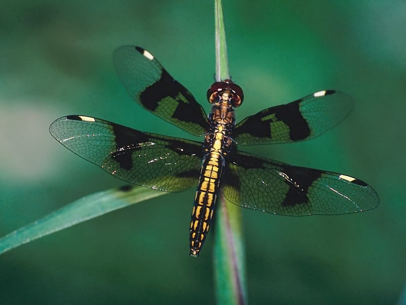 New Dragonfly Desktop Wallpaper Nature