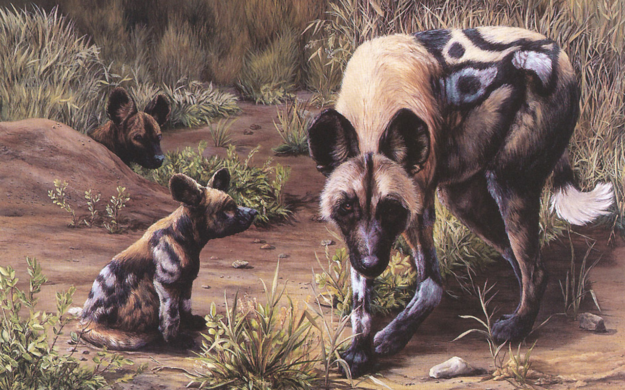 Wildlife Of The World African Wild Dog Wallpaper