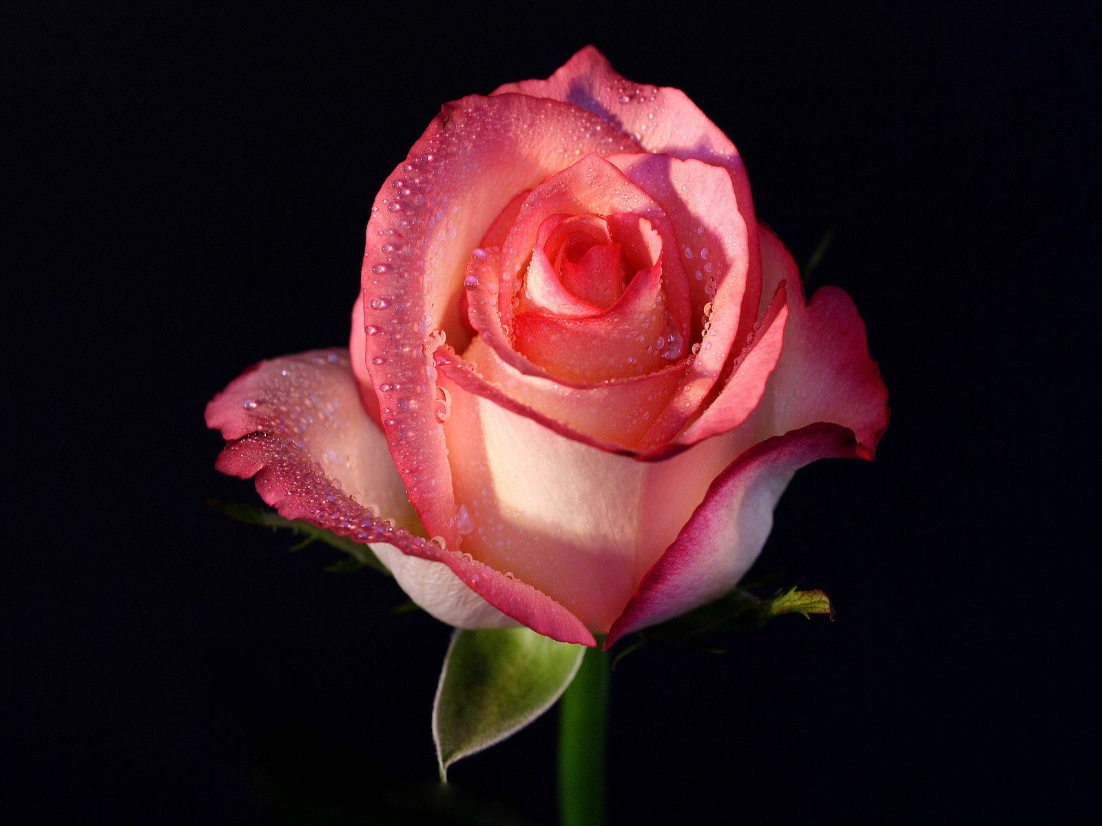 Url 18 Single Pink Rose With Black Background