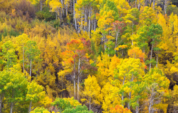 Slope Forest Grove Trees Aspen Leaves Colors Autumn Wallpaper