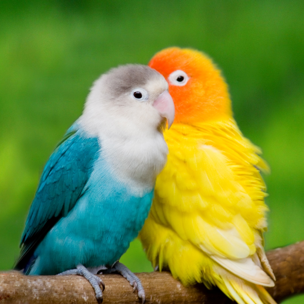 Two Colorful Lovebirds Perched on a Branch