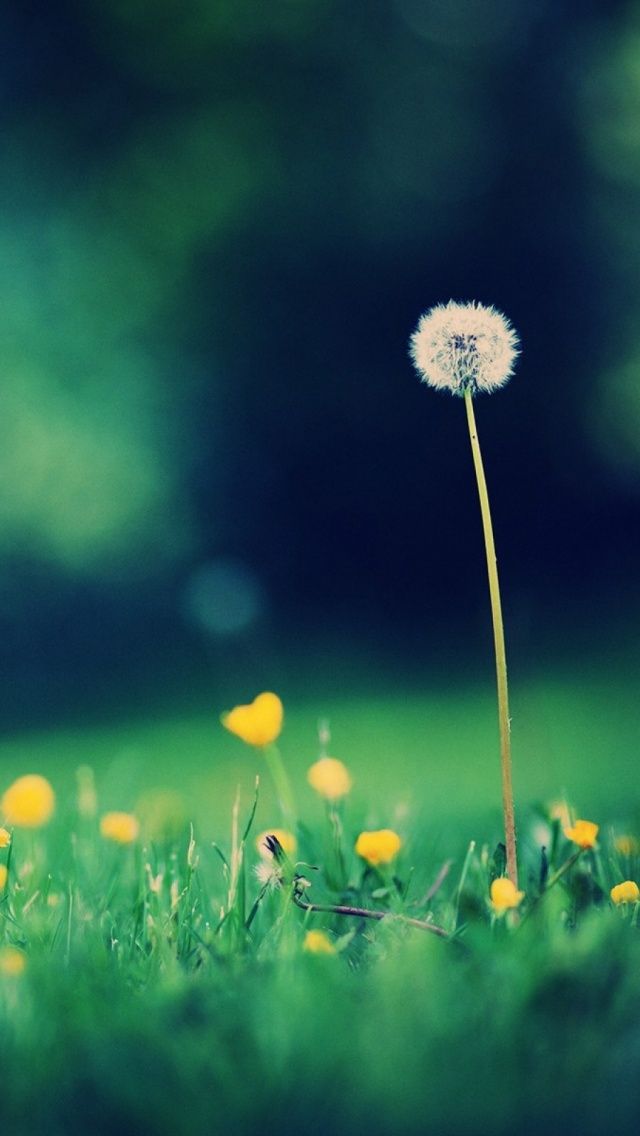 Morning Dandelion Tap To See More Cute Spring Summer iPhone