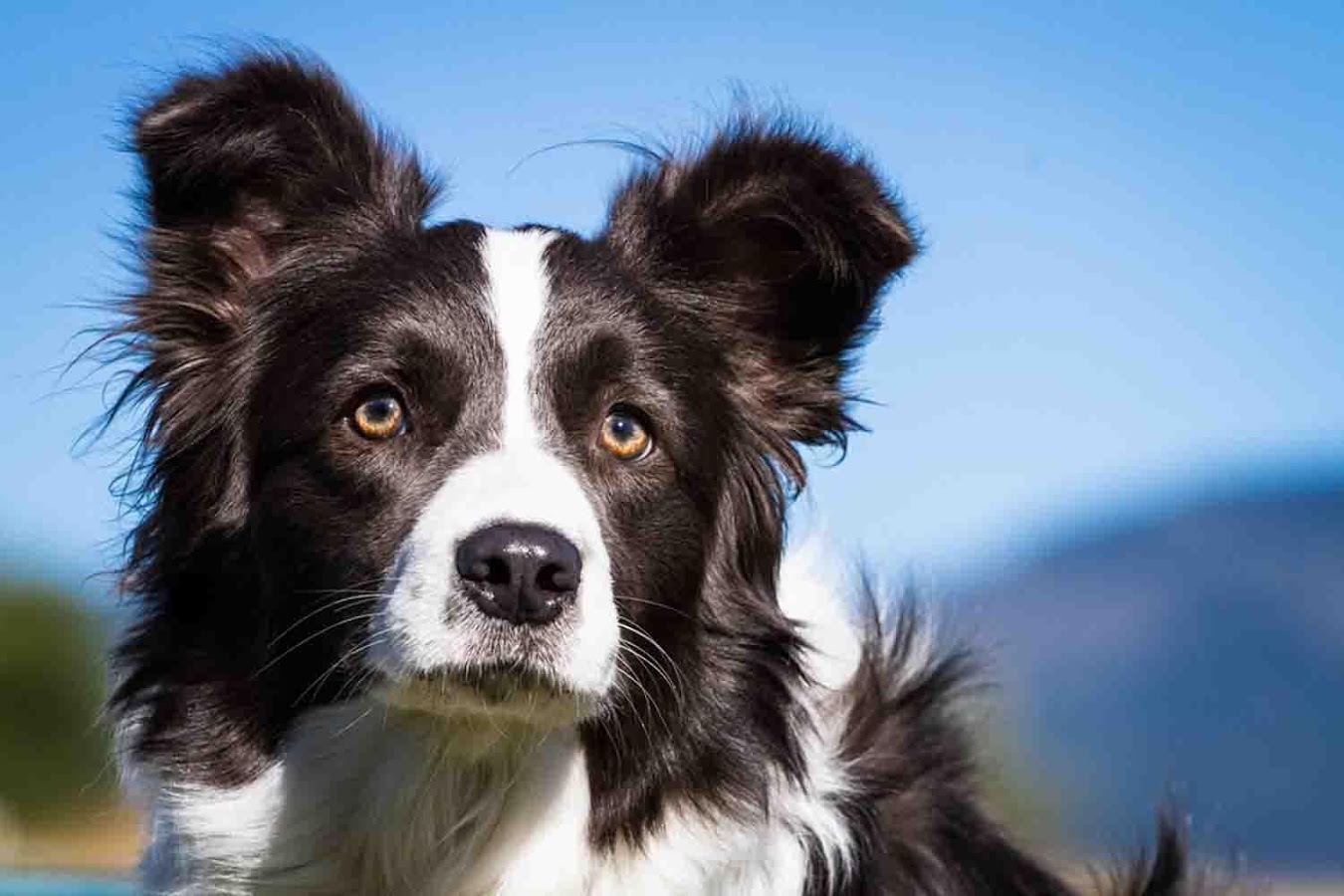 Border Collie Wallpaper Android Apps On Google Play
