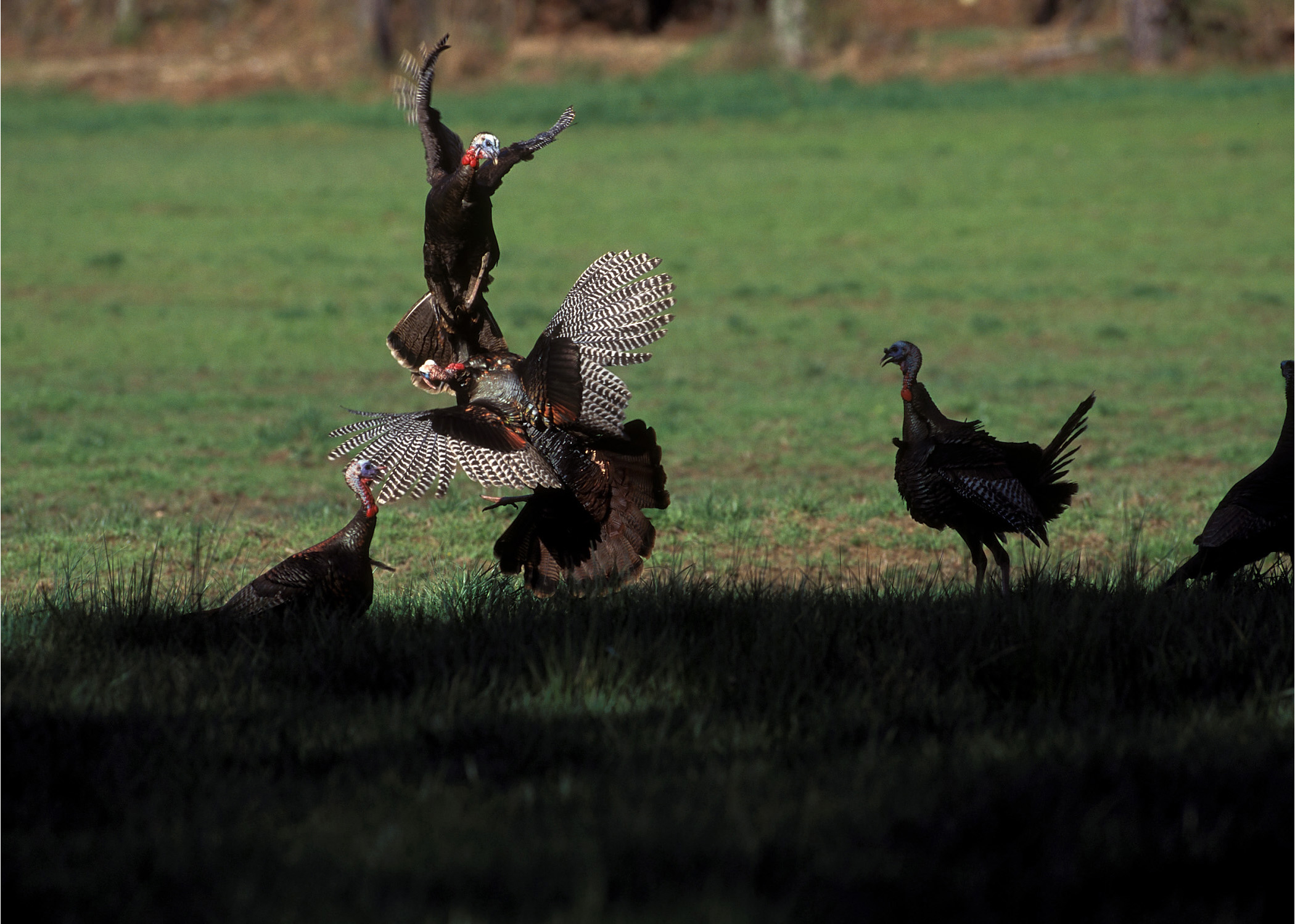 Nwtf Wallpaper On