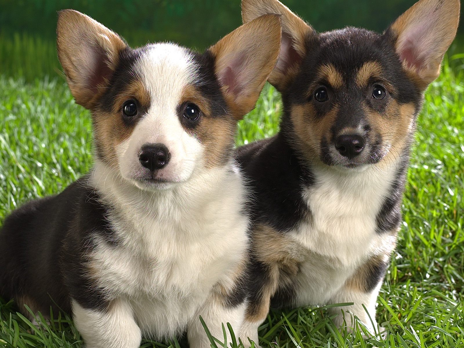 Wallpaper Dog Puppie Corgi Puppies