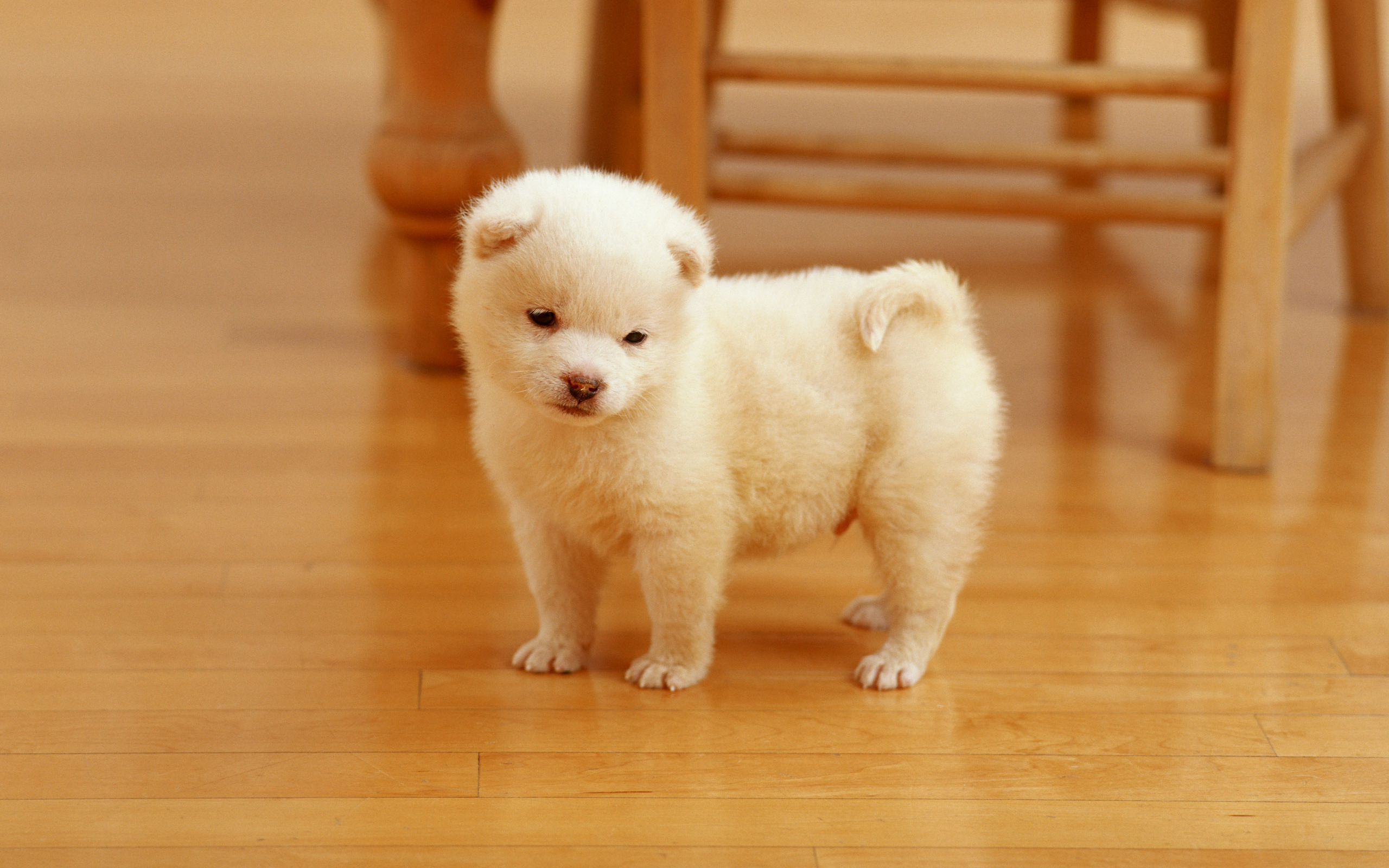 Cutest Puppy Wallpapers HD Wallpapers
