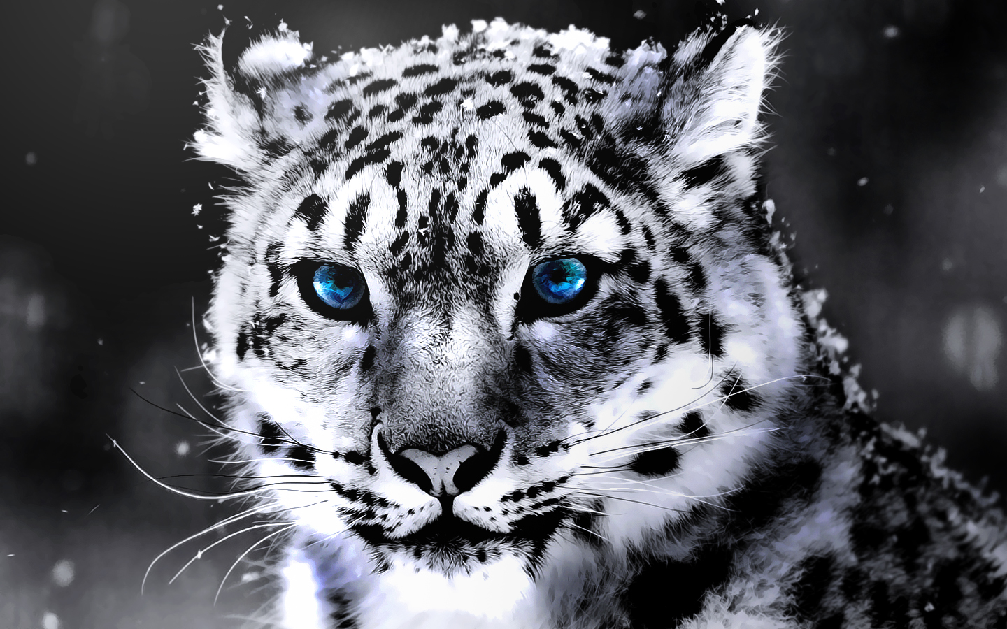 Baby White Tigers With Blue Eyes Wallpapers for Desktop and Mobiles iPhone  6  6S  HD Wallpaper  Wallpapersnet
