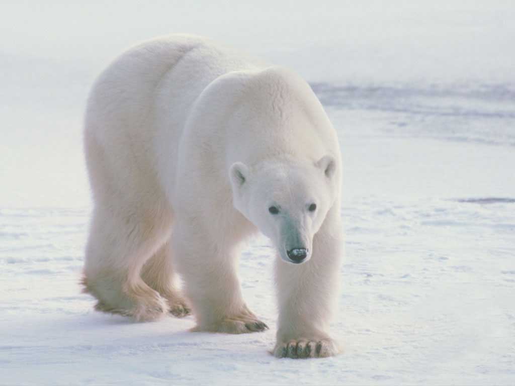 Polar Bear Wallpaper Fun Animals Wiki Videos Pictures Stories
