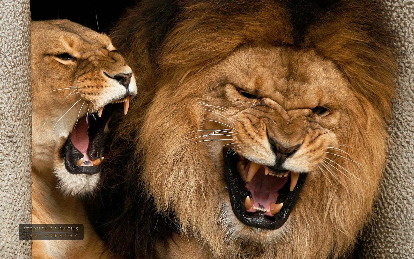 Close-up of a male and female lion roaring, showcasing their powerful teeth and majestic manes