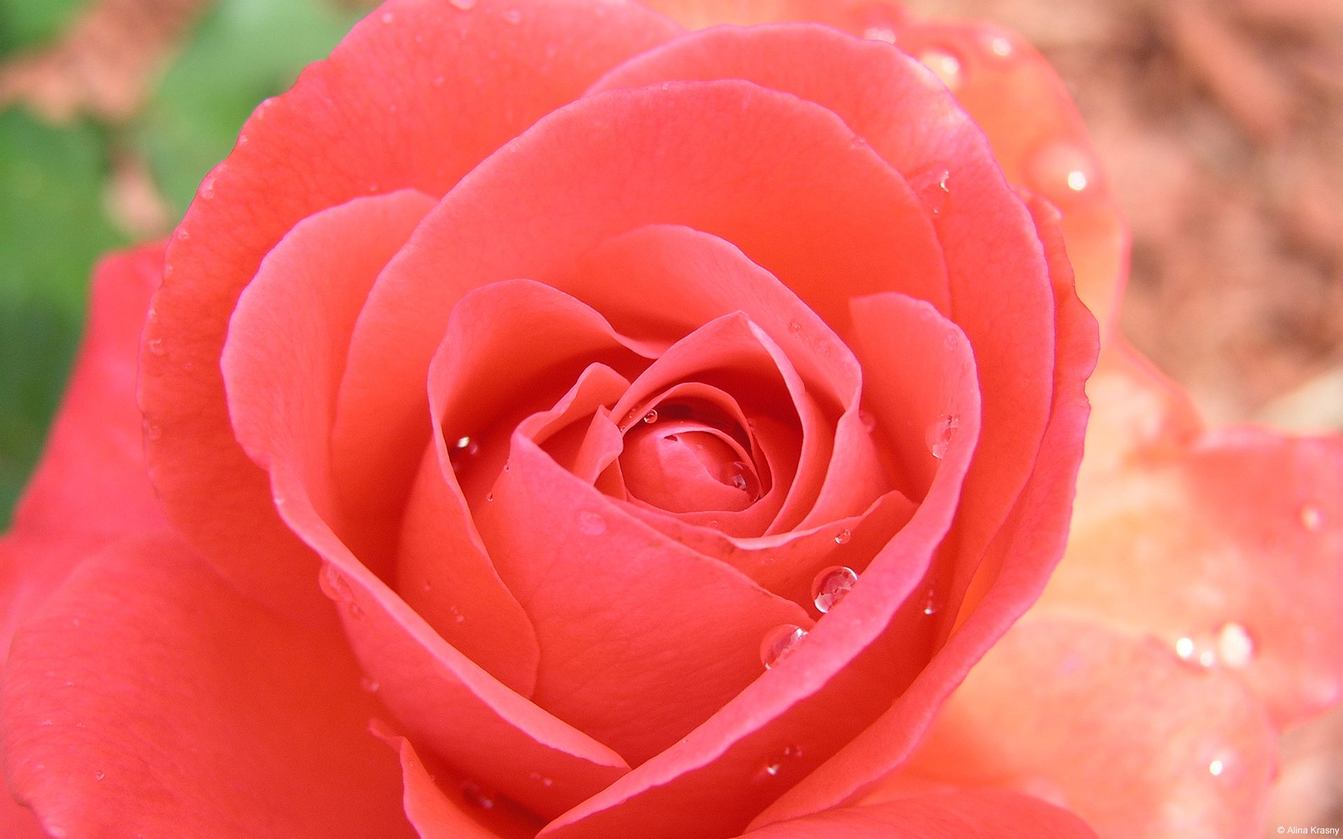 Tropicana Rose Wallpaper HD