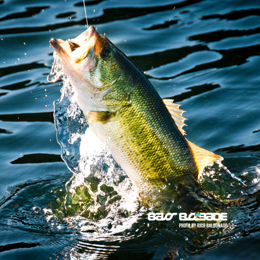 Cool Bass Fishing Background Desktop Wallpaper