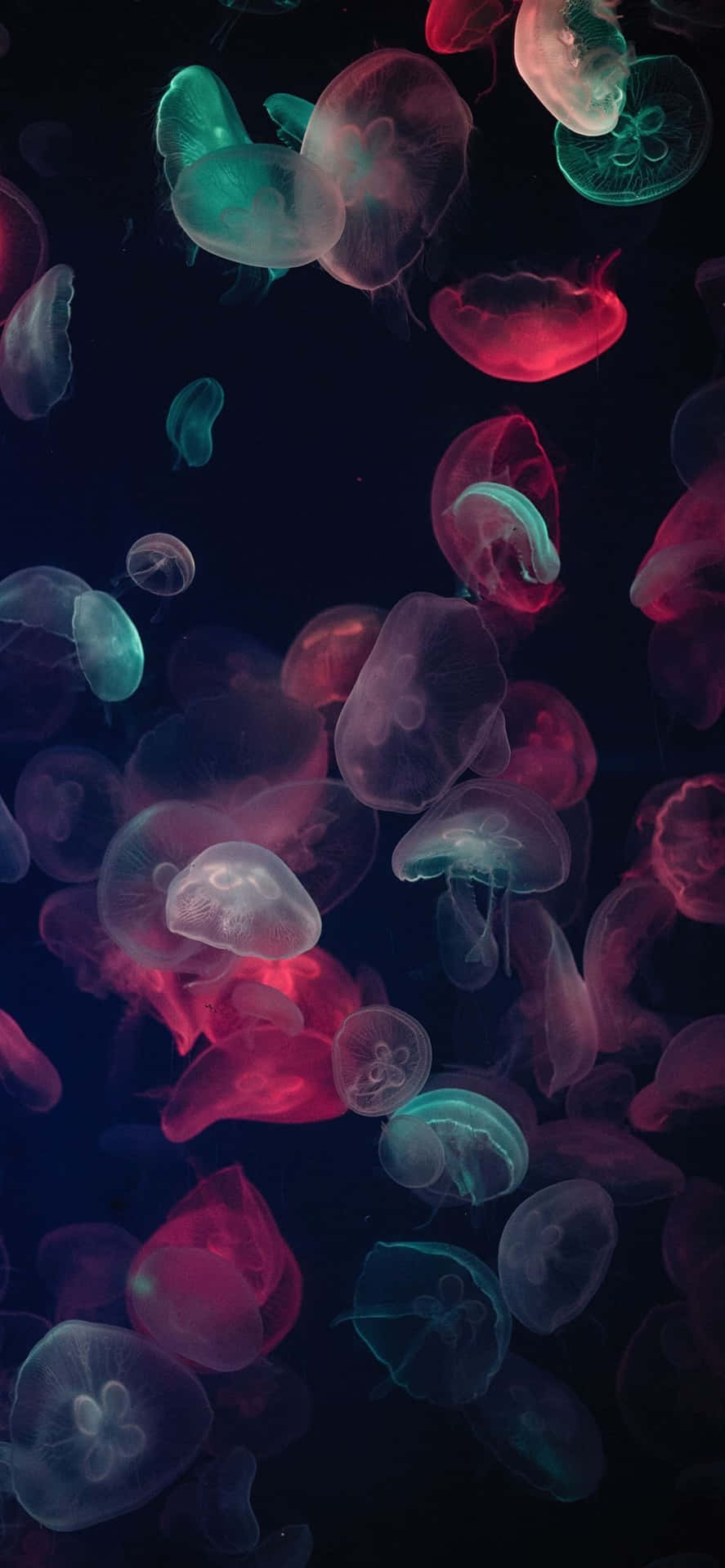 Fv8zm1z7ywni220p Wallpaper