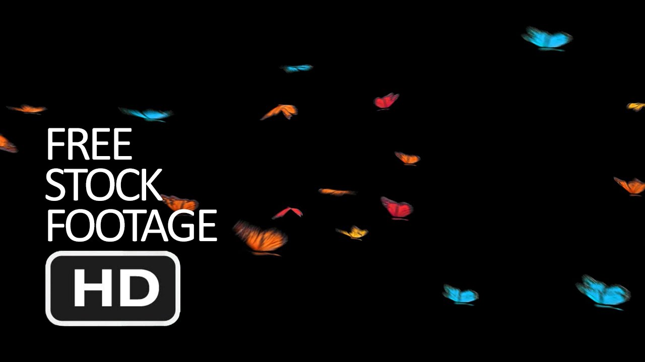 Stock Footage Flying Butterflies Background Black
