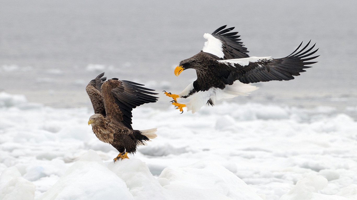 Wallpaper hunting bird of prey snow animals large 1366x768 on the