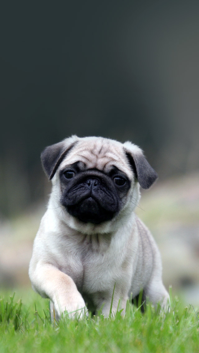 Cute Pug Dog Walking On The Grass iPhone 5s Wallpaper
