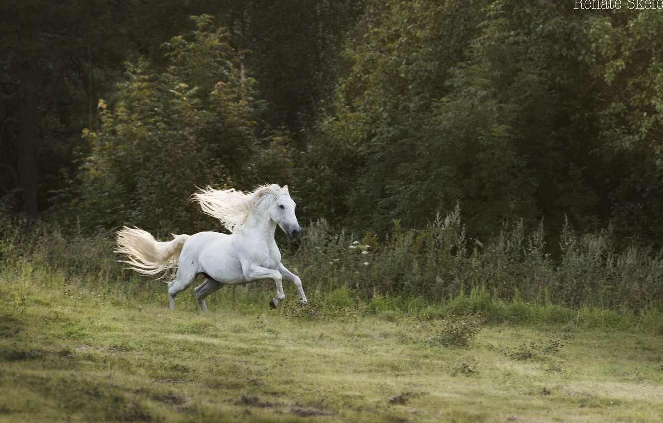 Wallpaper Forest White Movement Horse Speed Stallion
