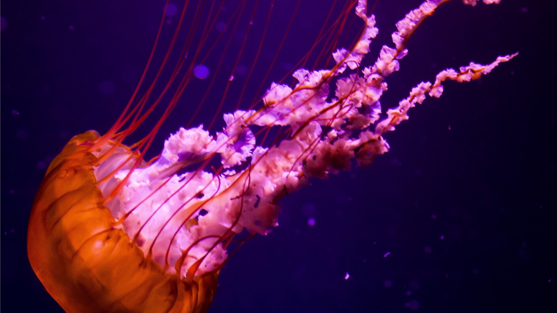 Jellyfish Underwater Ocean Sea Nature Color Orange Pink Wallpaper