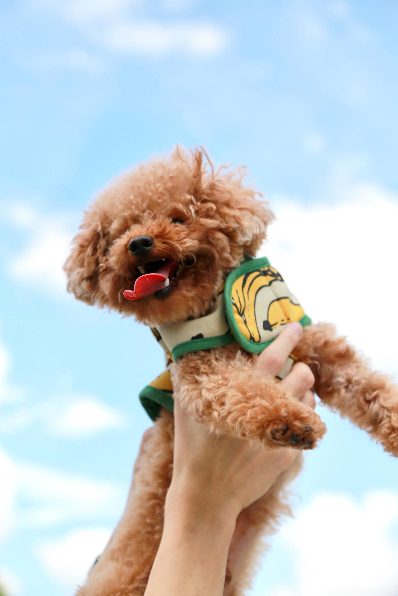 Toy Poodle On Clouds Wallpaper