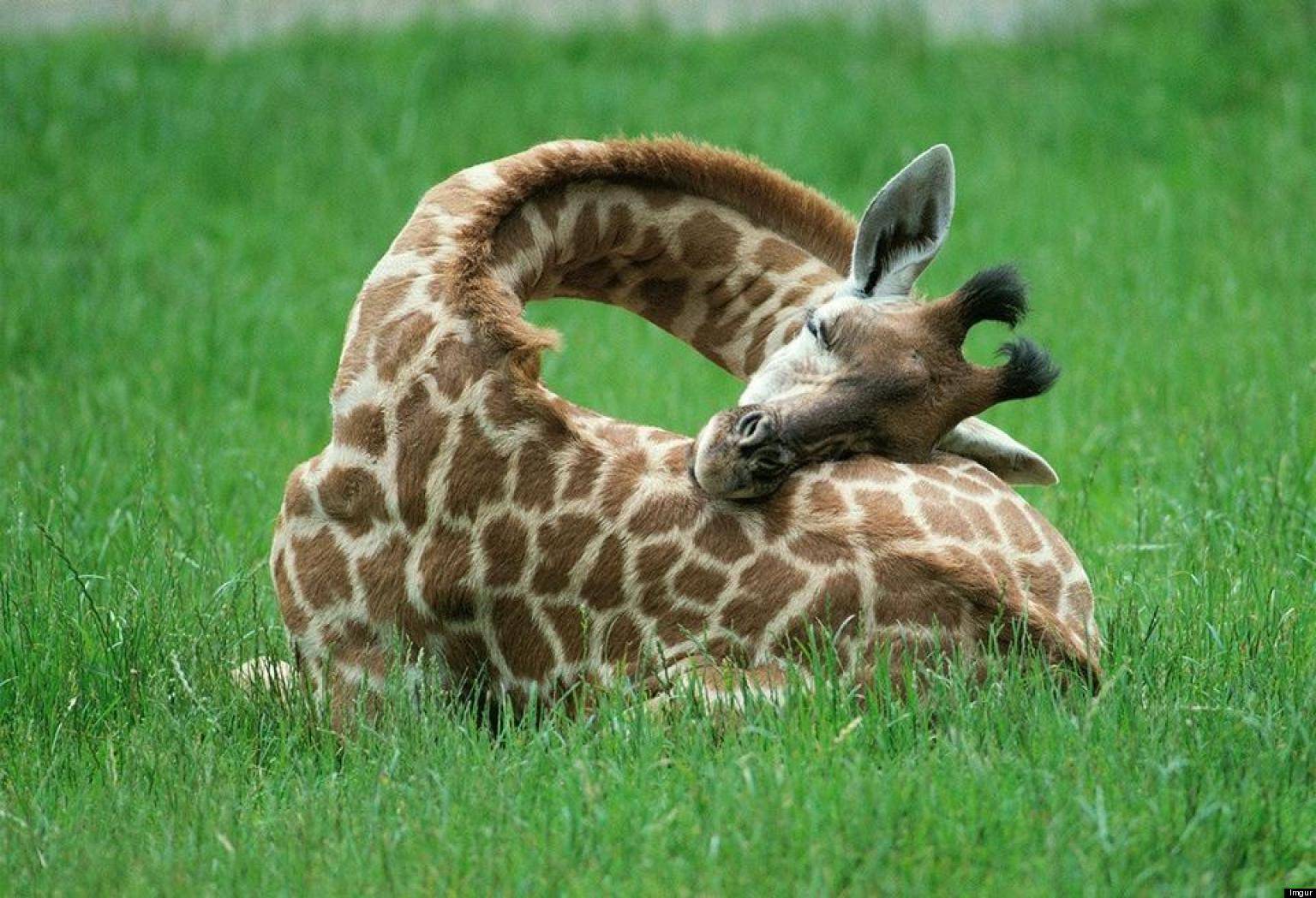 Sleeping Baby Giraffe Animal Lovers Wallpaper