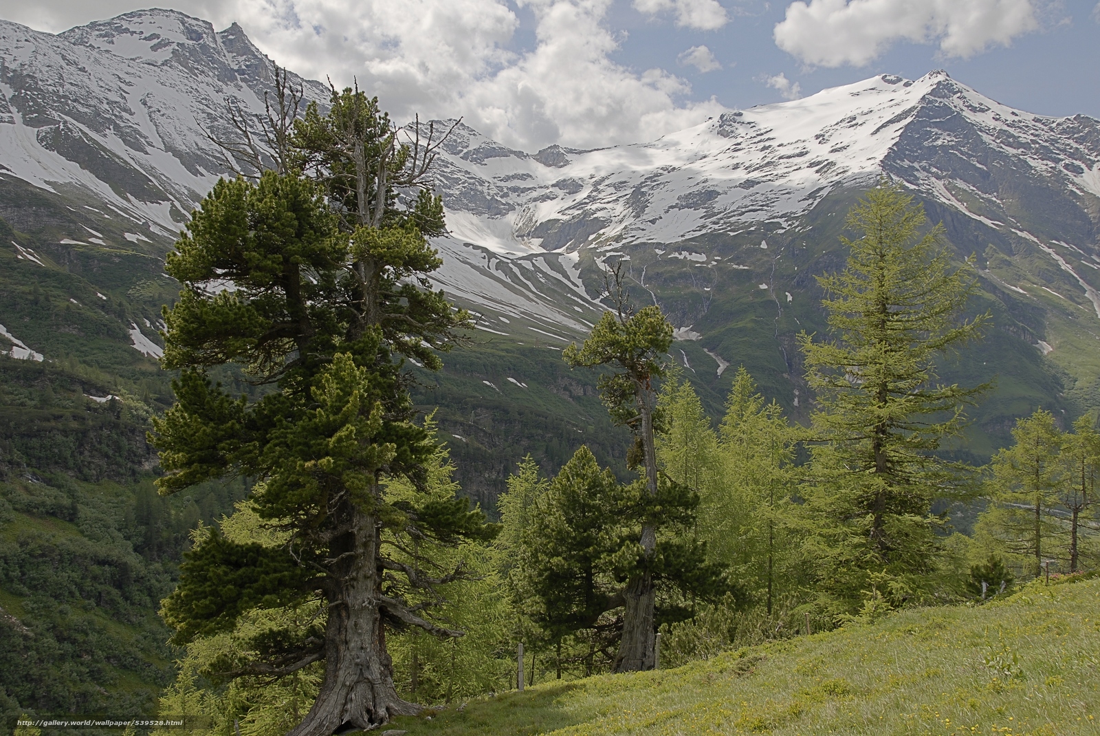 Wallpaper Austria Alps Mountains Trees Desktop
