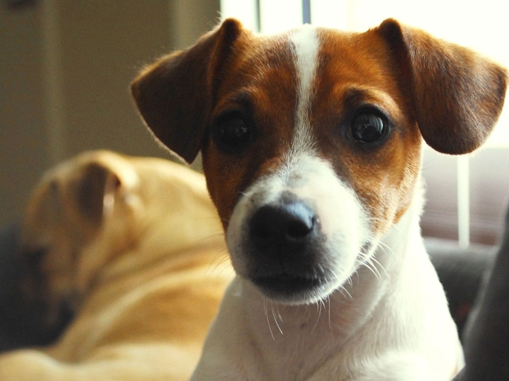 Jack Russell Wallpaper Pictures To Pin