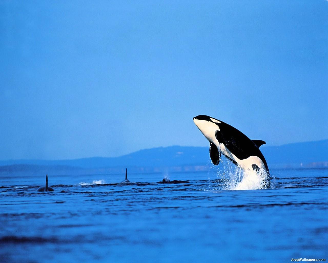 Killer Whale Wallpaper Picture Desktop Background