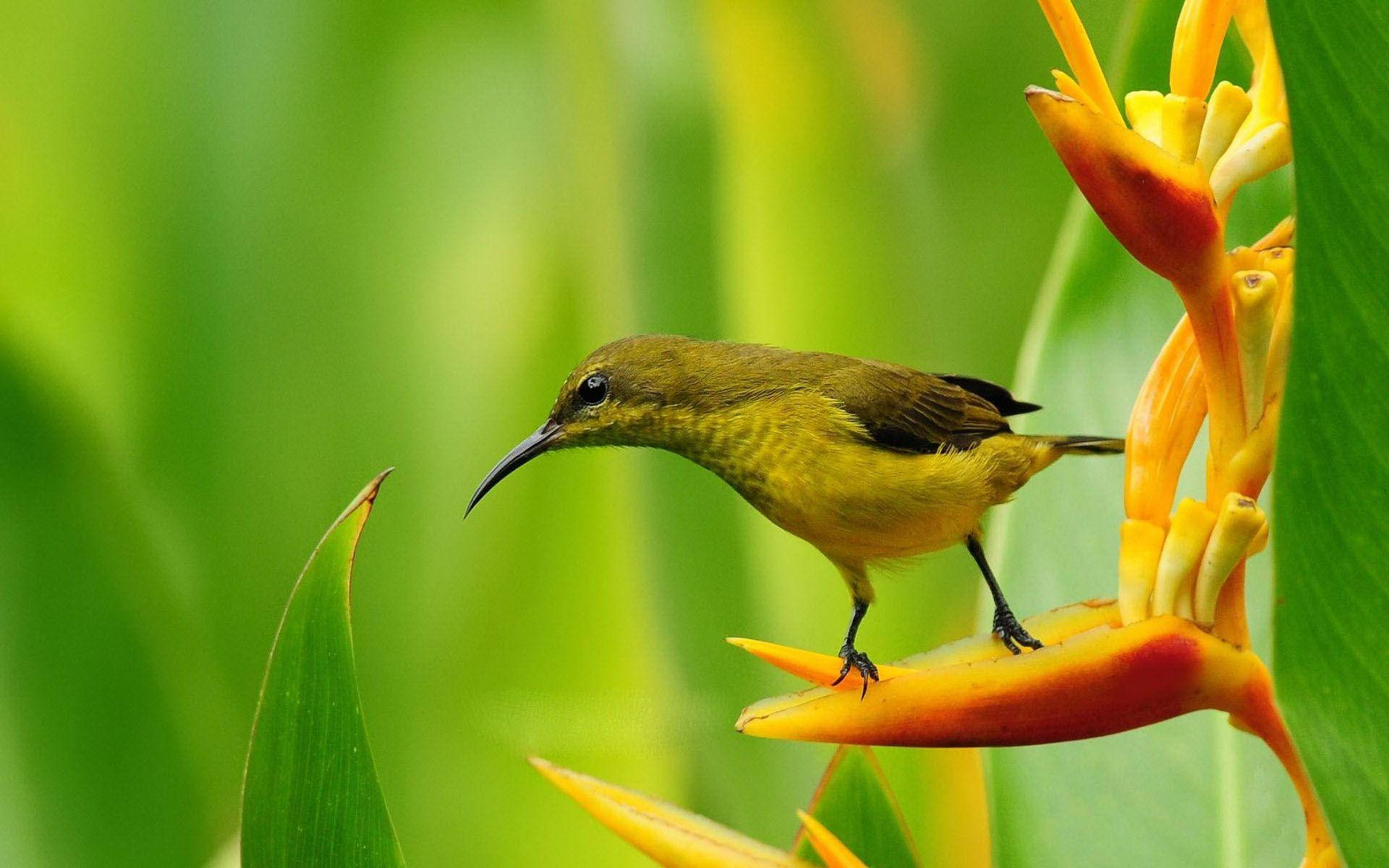 HD Birds Wallpaper