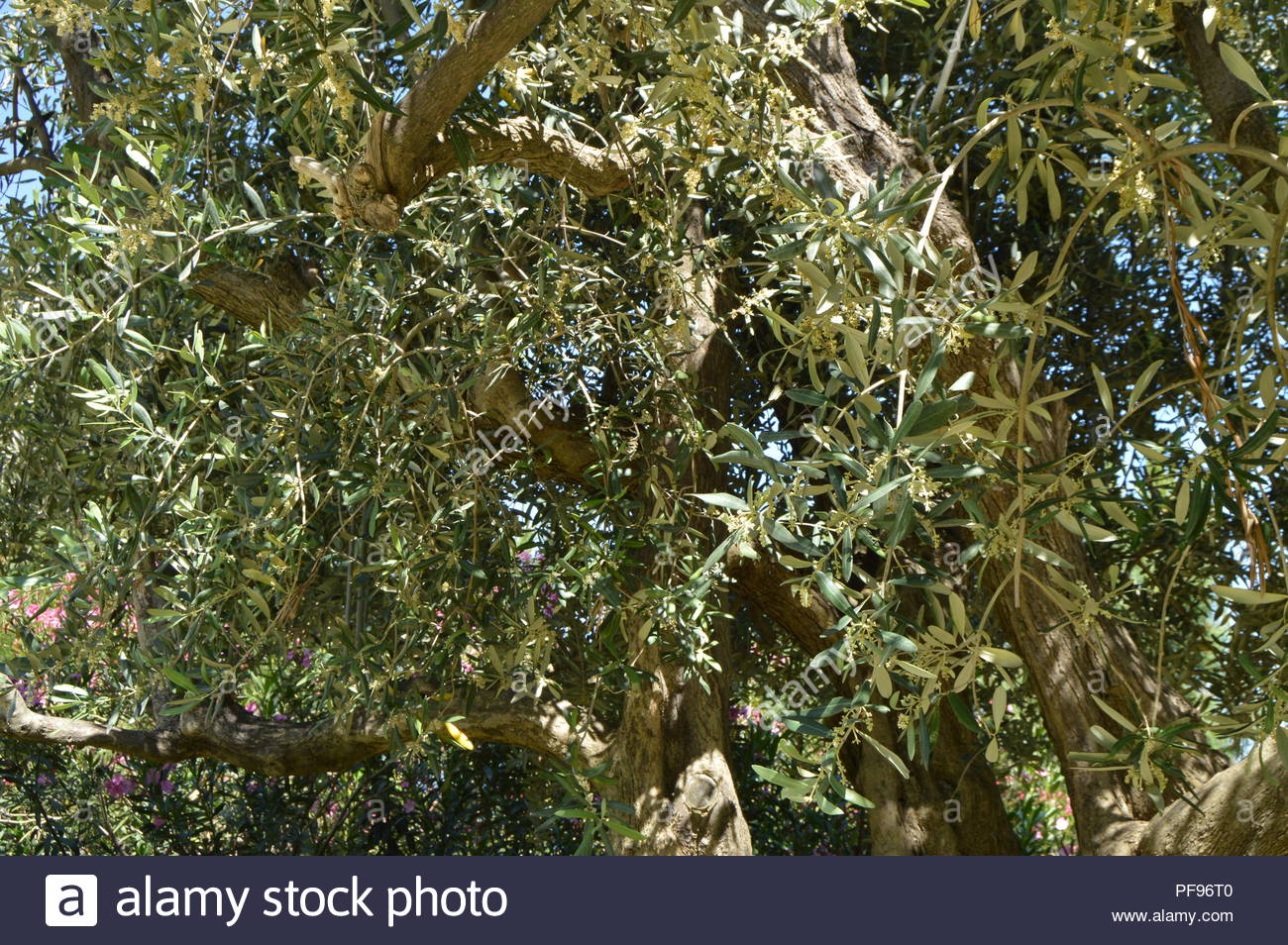 Free download background of a flourishing olive tree in spring on a
