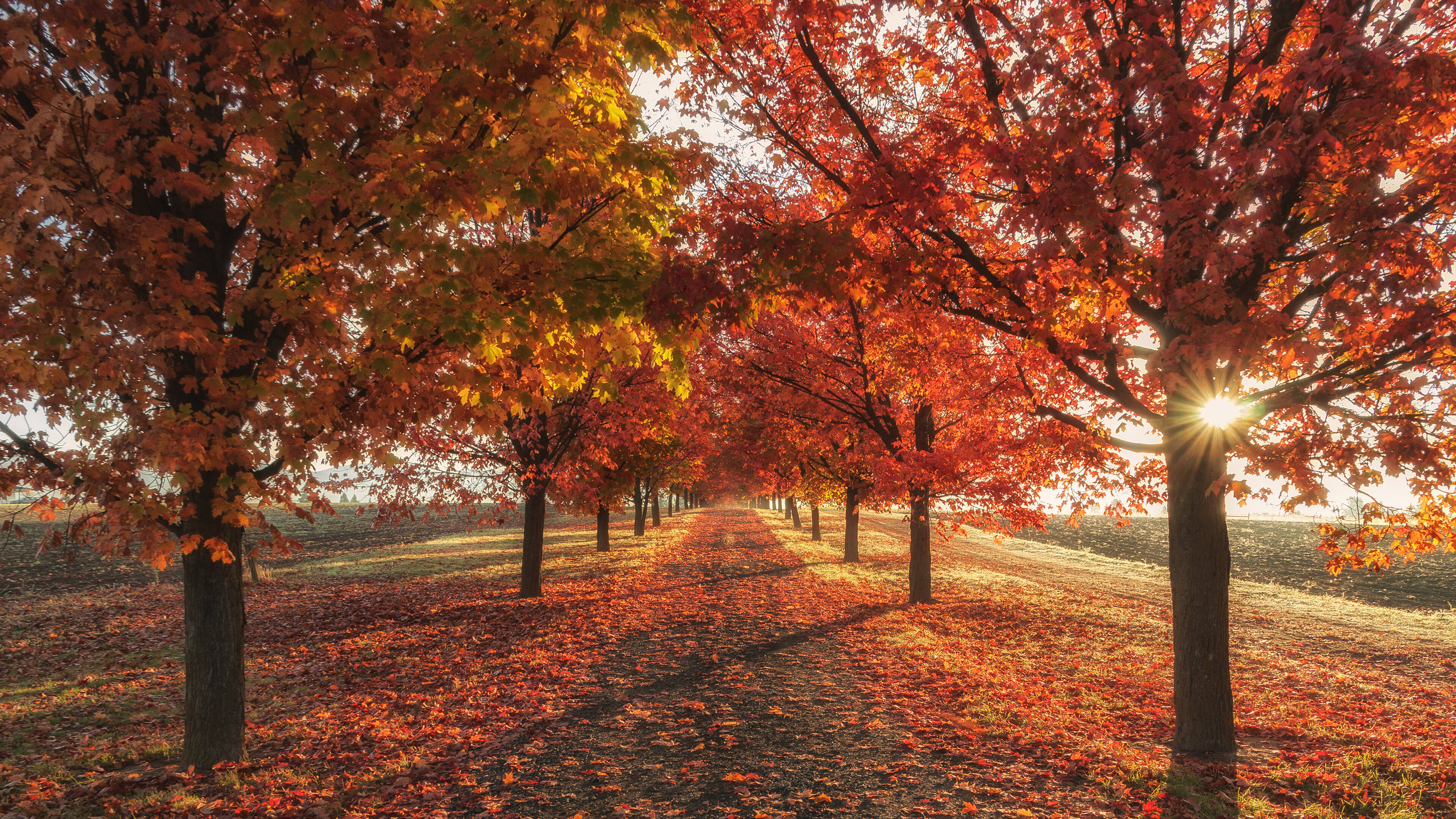 A breathtaking autumn landscape with rows of vibrant maple trees, their leaves displaying a stunning array of red, orange, and yellow hues. The sun peeks through the branches, creating a warm and inviting glow. Fallen leaves carpet the ground, forming a picturesque path