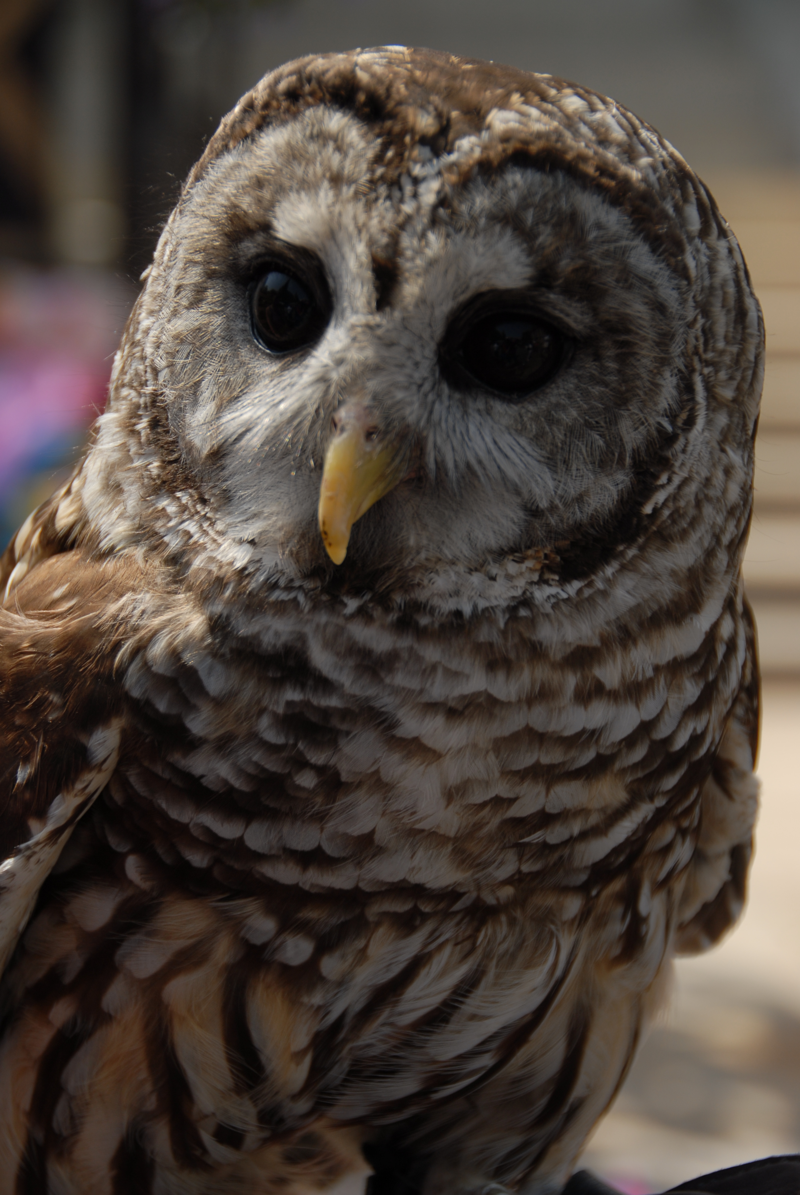 Description Hoot Owl Jpg