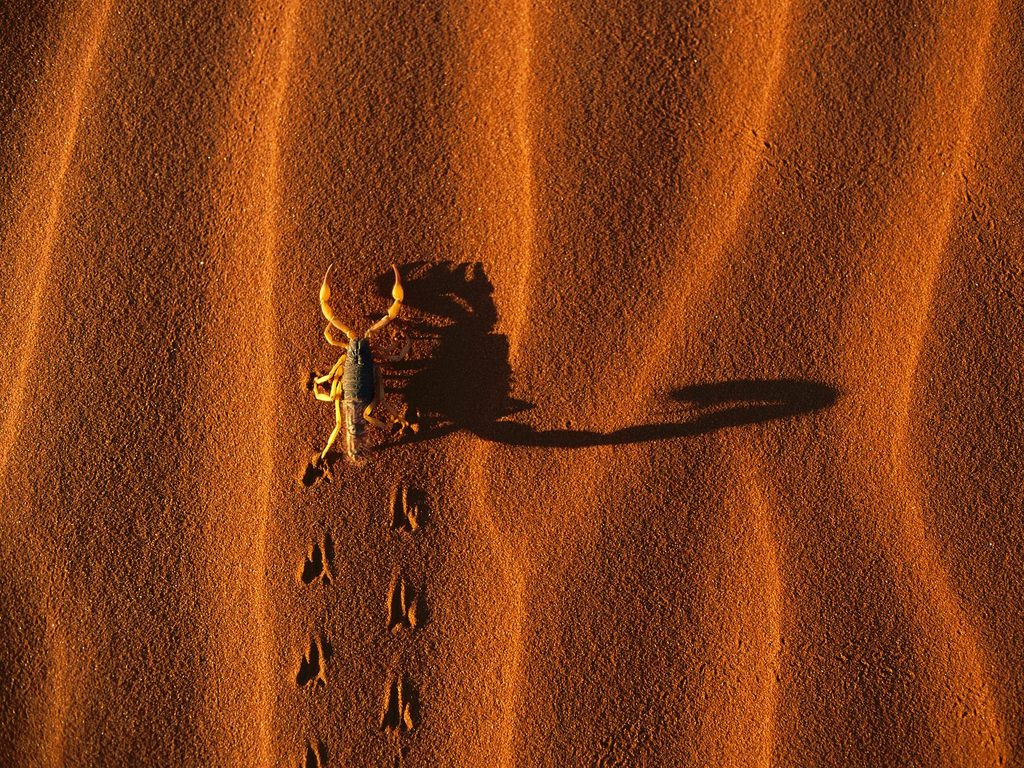 Scorpio In Desert Wallpaper