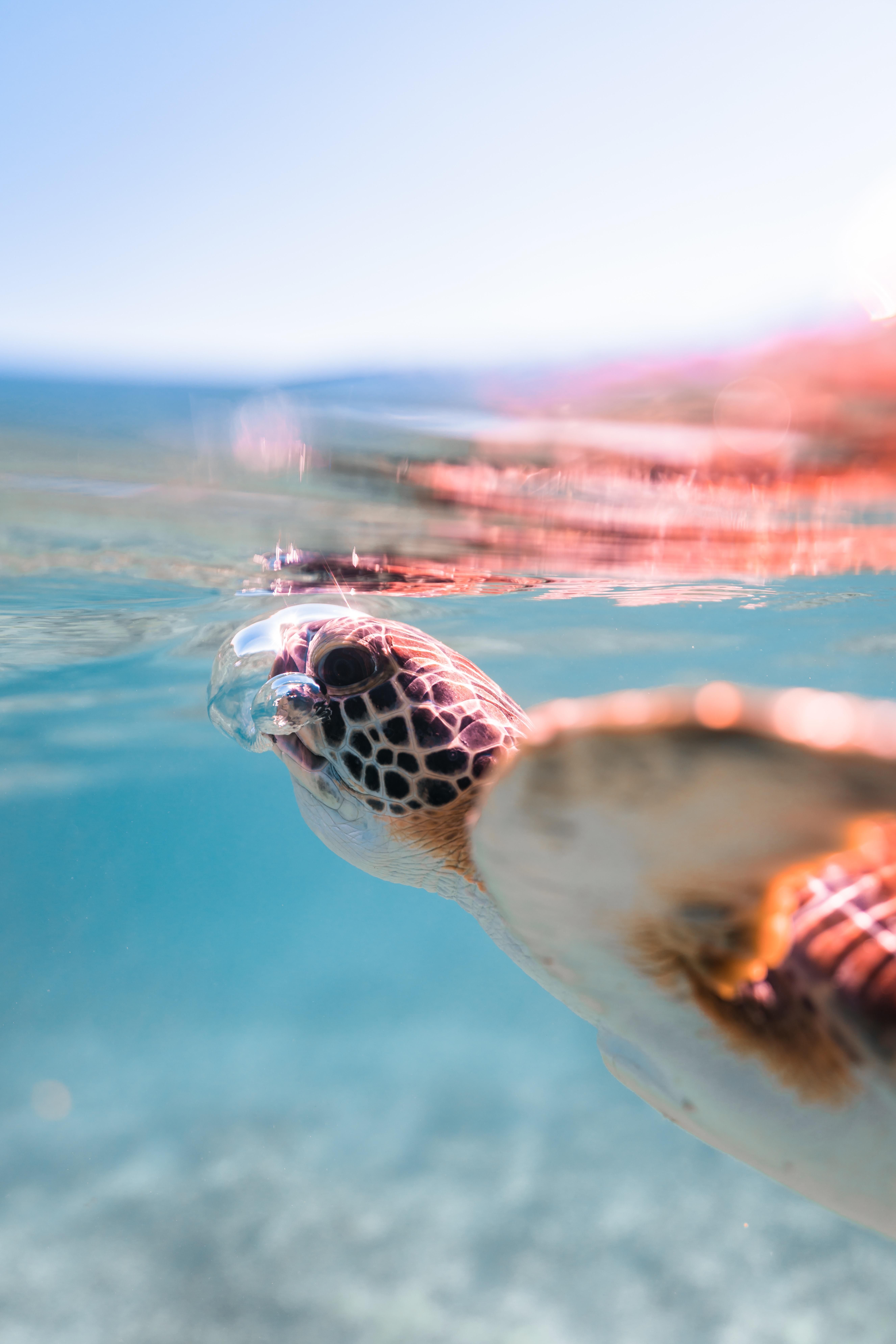 A Sea Turtle Getting Some Air Animals Nature Photography Cute