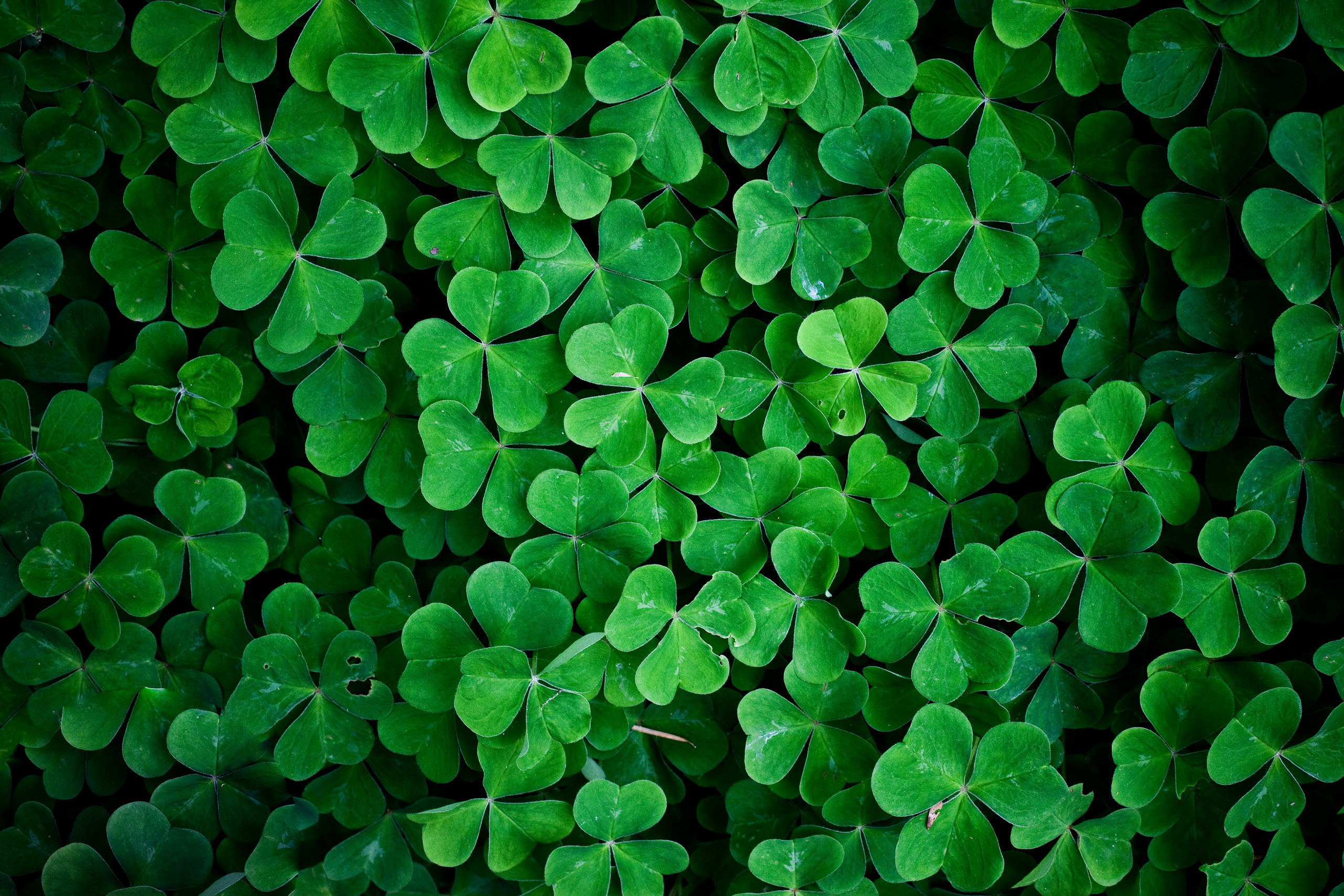 Shamrock Desktop Wallpaper