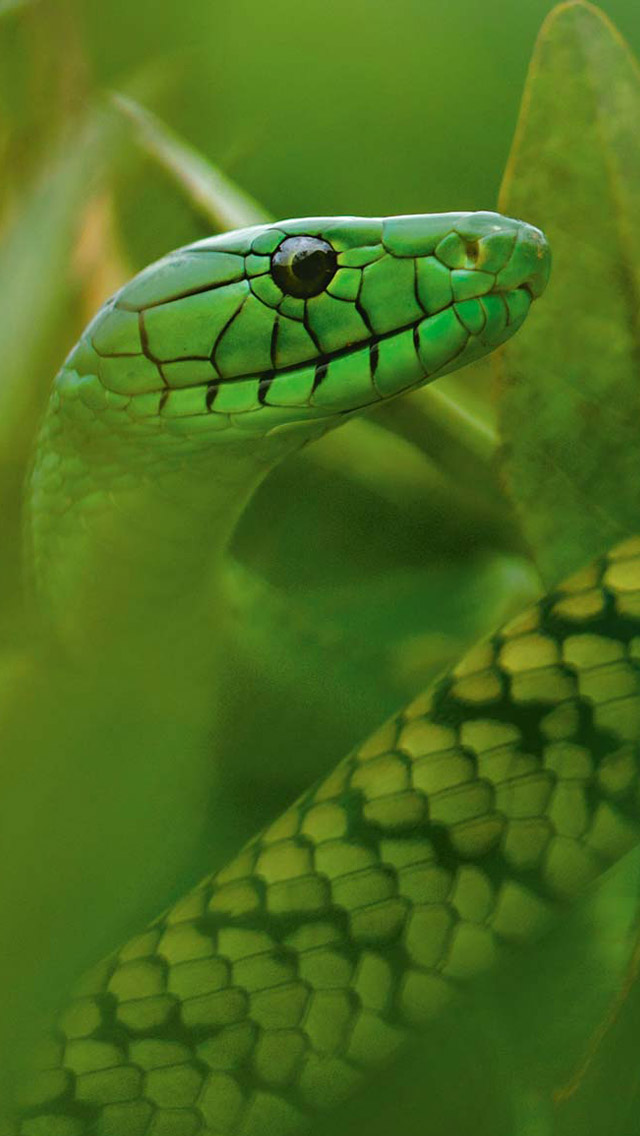 iPhone Wallpaper HD Green Snake Background
