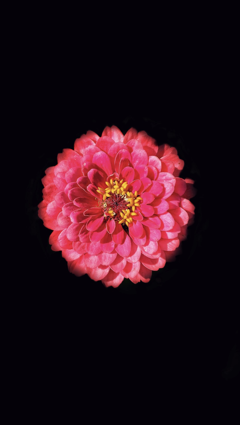 Pink Flower With Black Background Photo Image On
