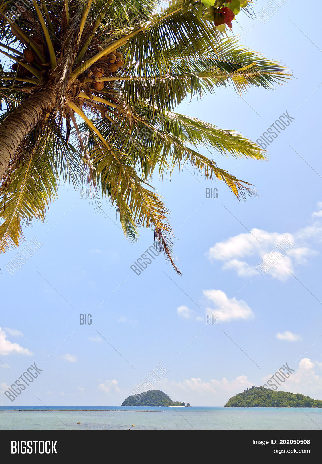 Coconut Trees Fruitful Image Photo Trial Bigstock