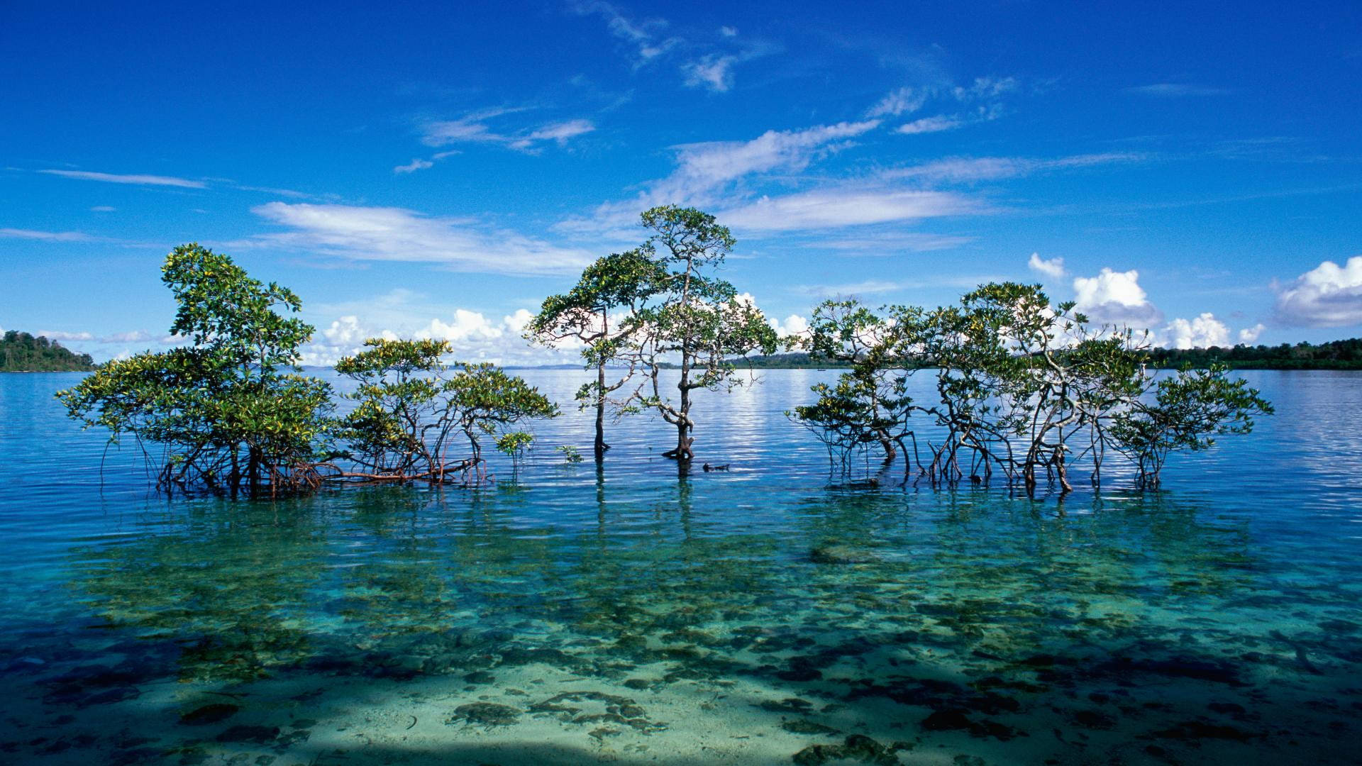 4k Trees On Water Z2va5jodjriaeis1 Wallpaper