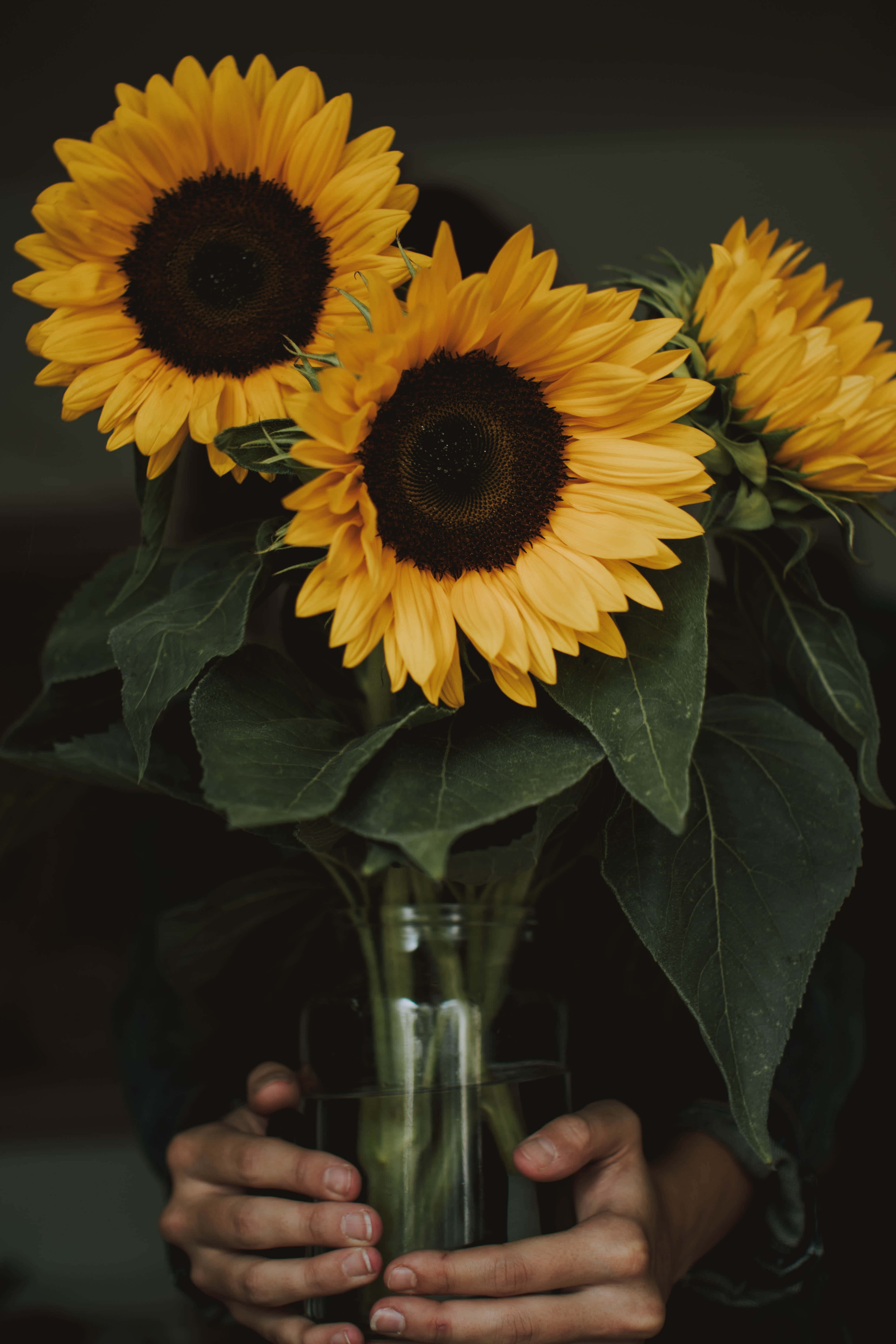 Dark Sunflower Wallpaper