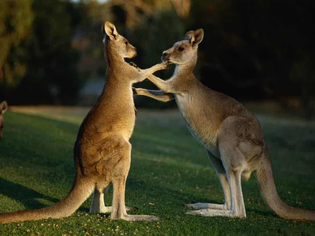 HD Wallpaper Kangaroo Desktop