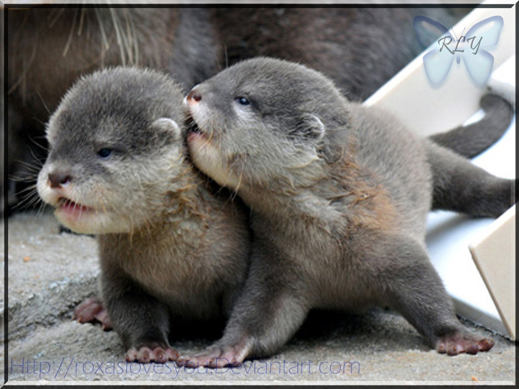 Cute Baby Otters 9111 Hd Wallpapers in Animals   Imagescicom