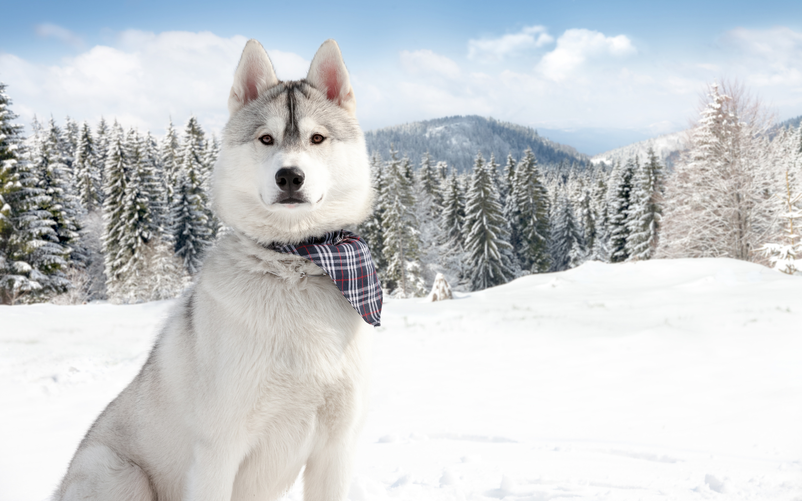Nature winter snow dogs wallpaper 2560x1600 176635 WallpaperUP