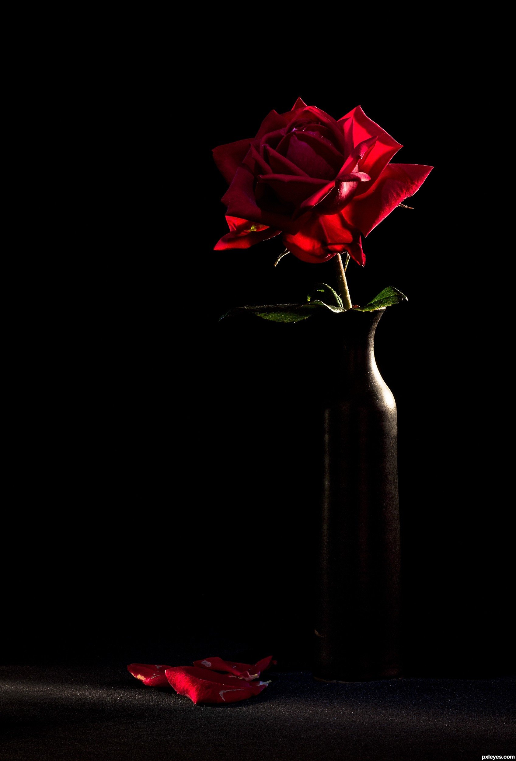 Similiar Single Red Rose Black Background Keywords