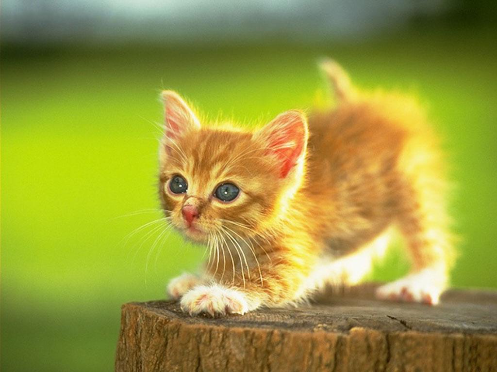 Kittens Wallpapers   Pets Cute and Docile