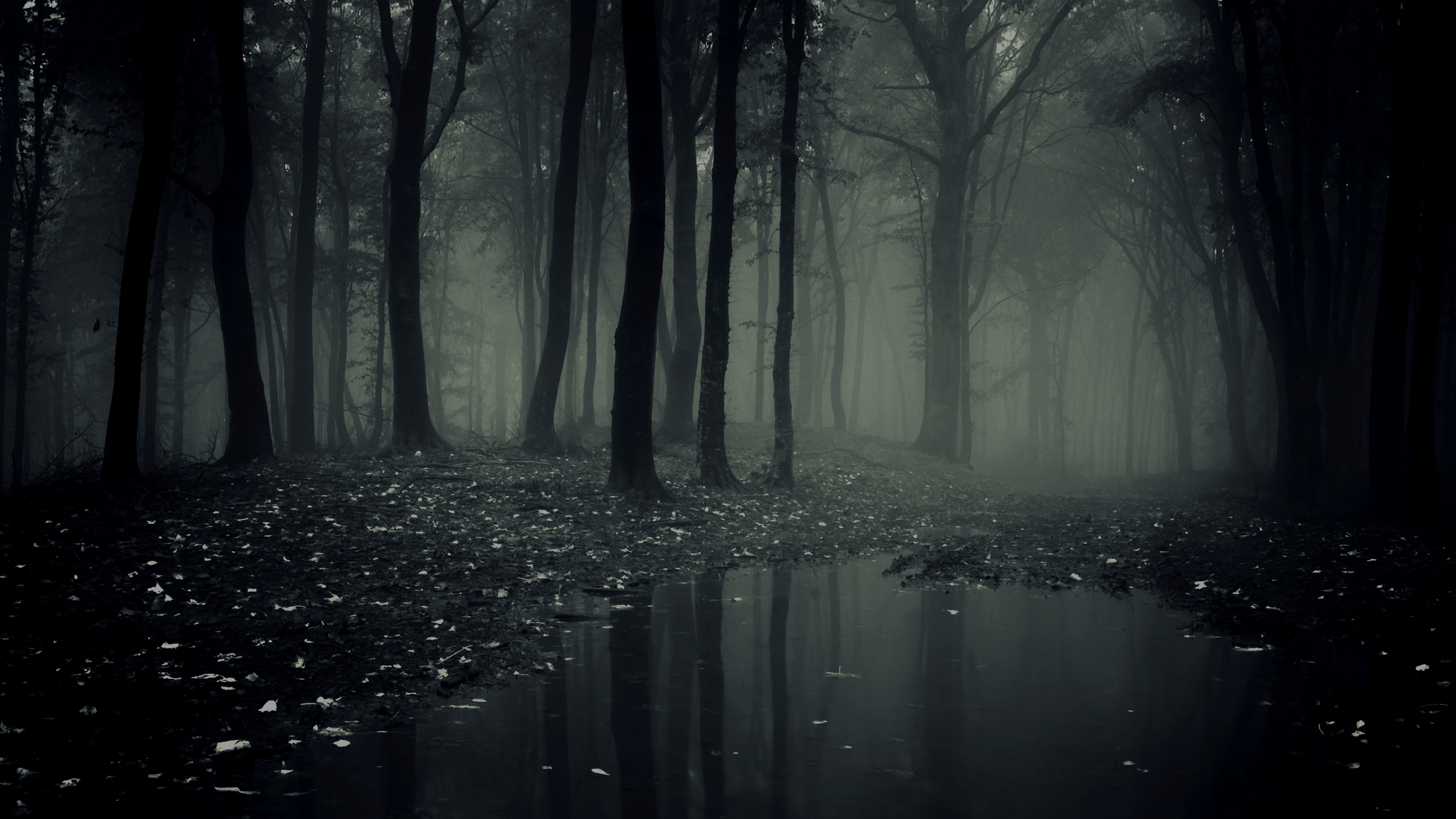 Dark Woods Wallpaper HD Pictures Live Hq